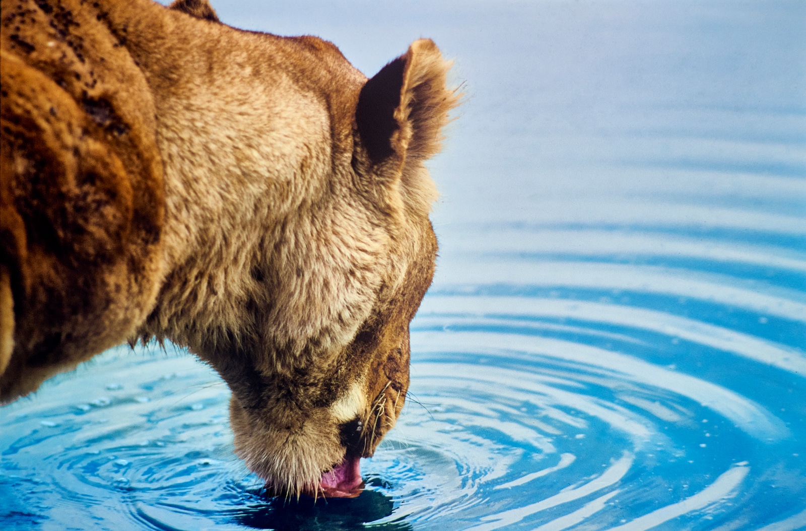 Animaux